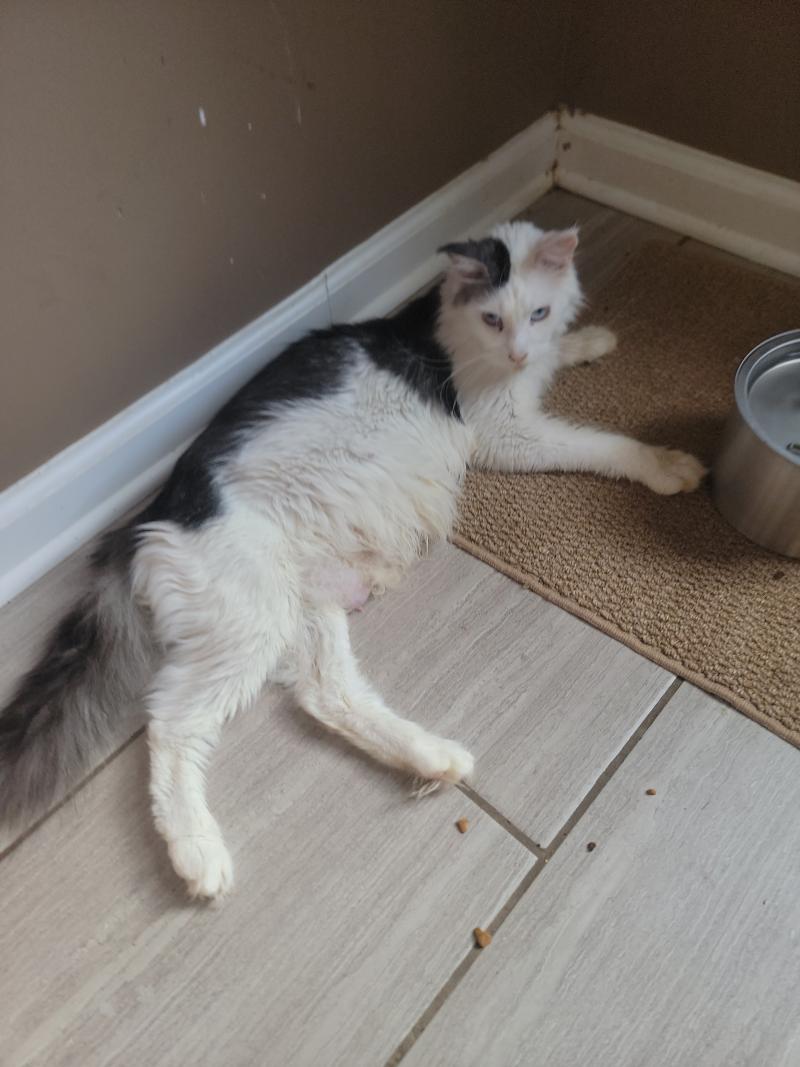 Amazon Female Maine Coon