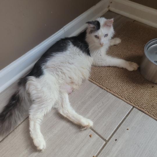 Amazon Female Maine Coon
