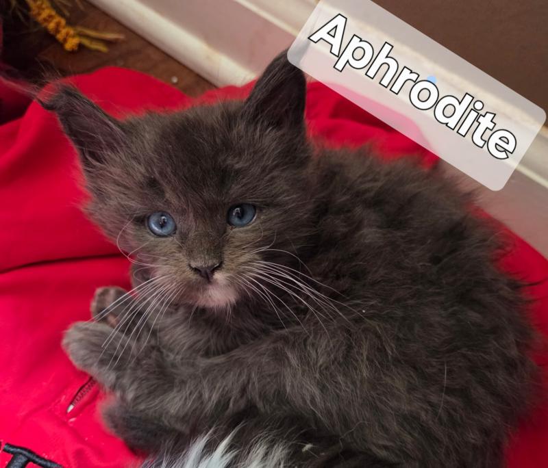 Bethany Savvy Cats Cattery Female Maine Coon