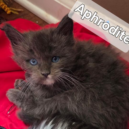 Bethany Savvy Cats Cattery Female Maine Coon