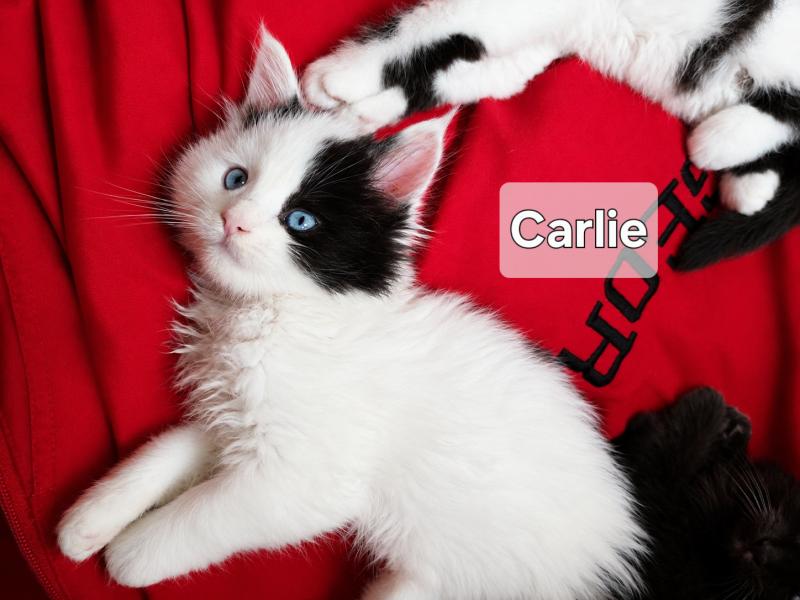 Carlie Savvy Cats Cattery Female Maine Coon