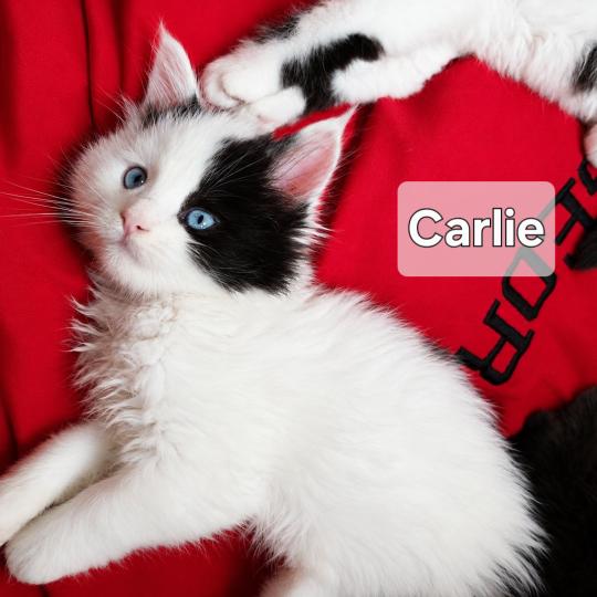 Carlie Savvy Cats Cattery Female Maine Coon