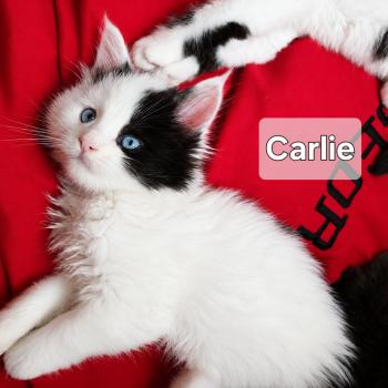 kitten Maine Coon bicolor Carlie Savvy Cats Cattery Maine-coon Savvy Cats Cattery
