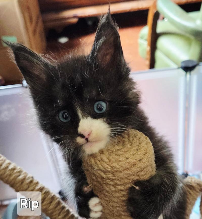 Rip Savvy Cats Cattery Male Maine Coon