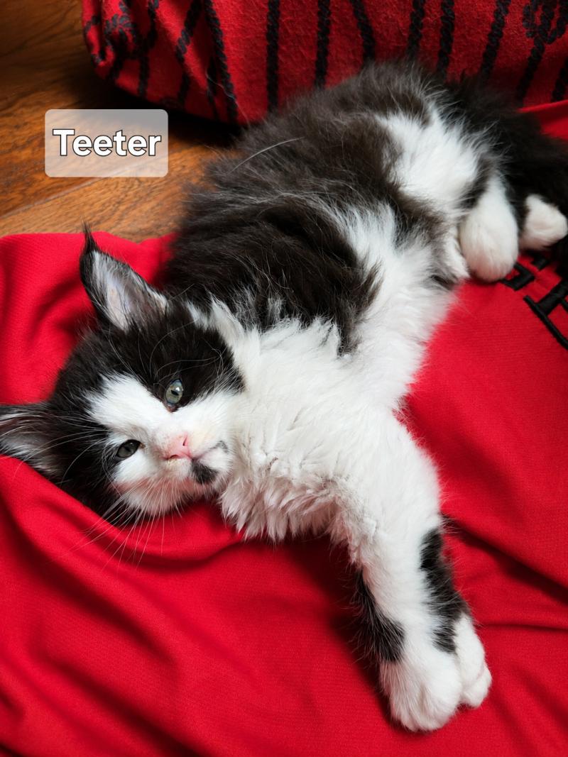 Teeter Savvy Cats Cattery Female Maine Coon
