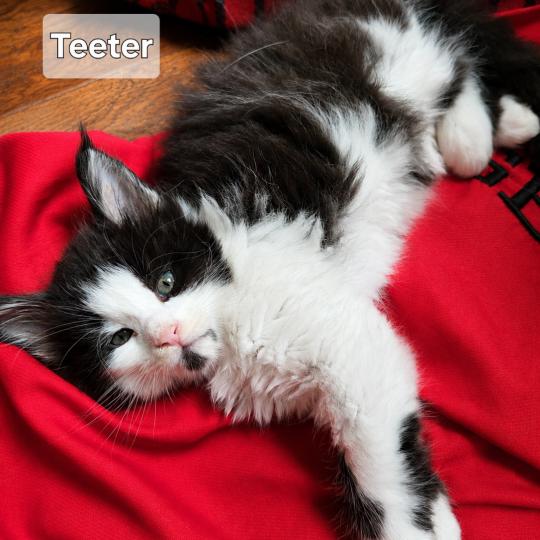 Teeter Savvy Cats Cattery Female Maine Coon