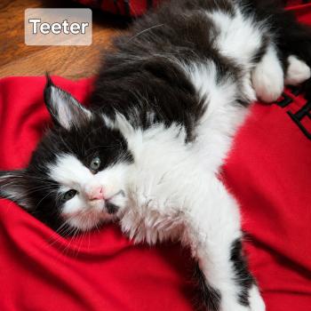 kitten Maine Coon bicolor Teeter Savvy Cats Cattery Maine-coon Savvy Cats Cattery