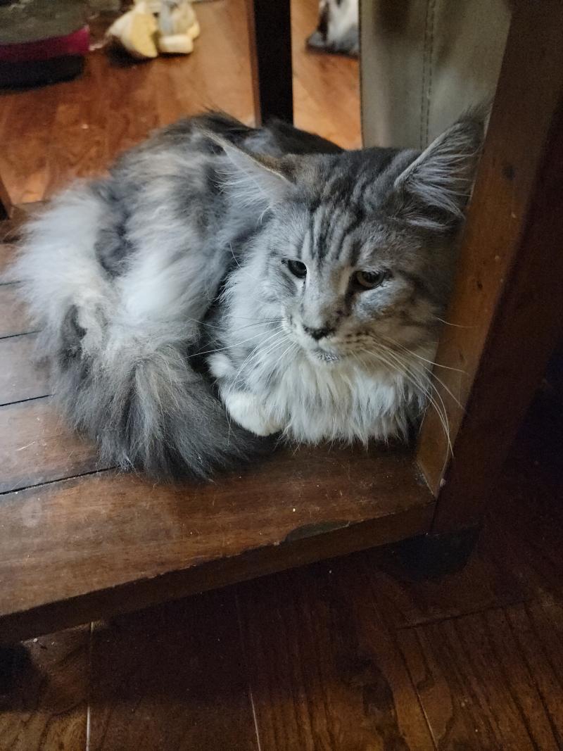 Zeus Male Maine Coon