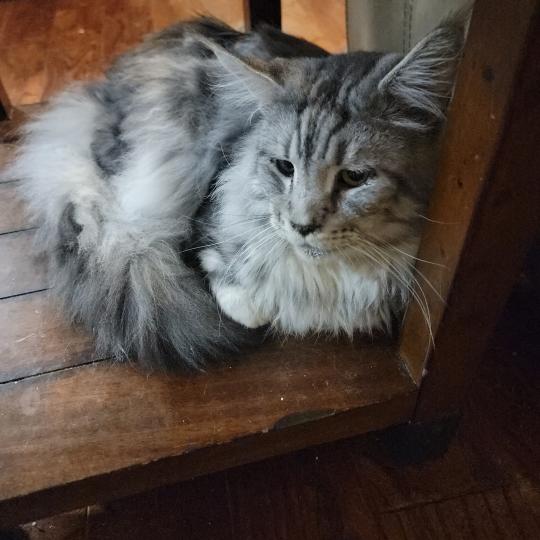 Zeus Male Maine Coon