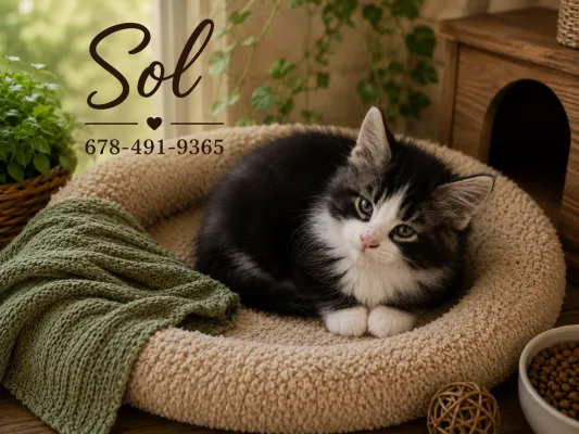 Maine-coon Savvy Cats Cattery